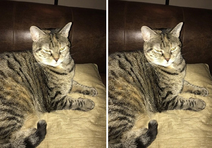 cats-before-and-after-good-boy-4