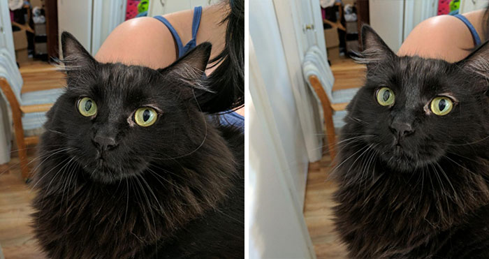 cats-before-and-after-good-boy-8