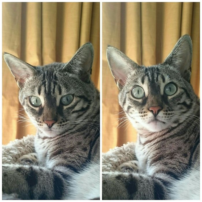 cats-before-and-after-good-boy-9
