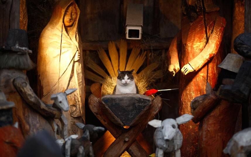 cats-nativity-scenes-02