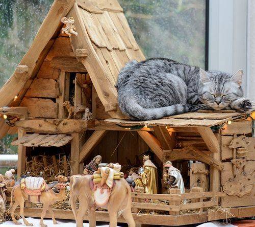 cats-nativity-scenes-03