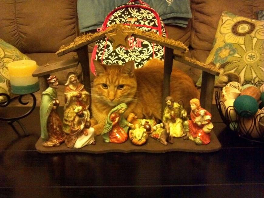 cats-nativity-scenes-05