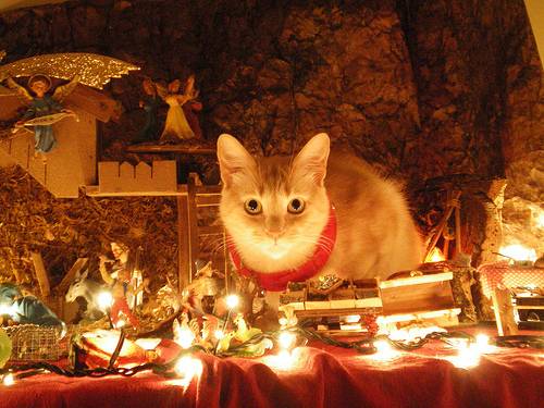 cats-nativity-scenes-06