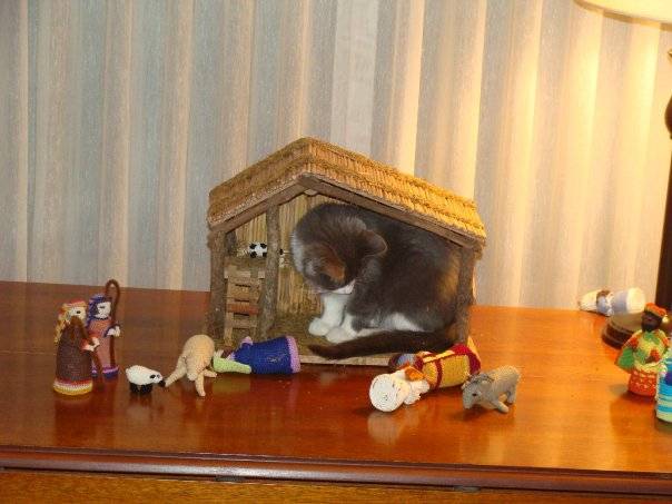cats-nativity-scenes-07