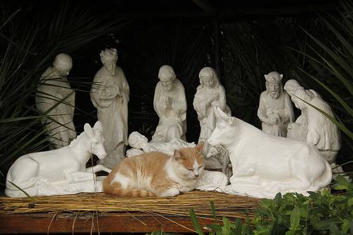 cats-nativity-scenes-08