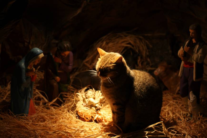 cats-nativity-scenes-09