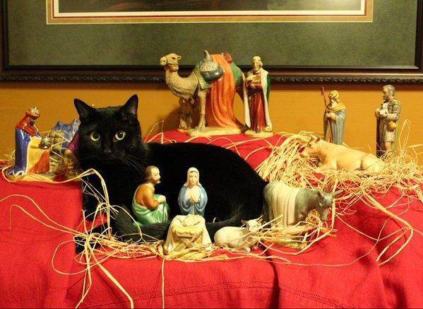 cats-nativity-scenes-10