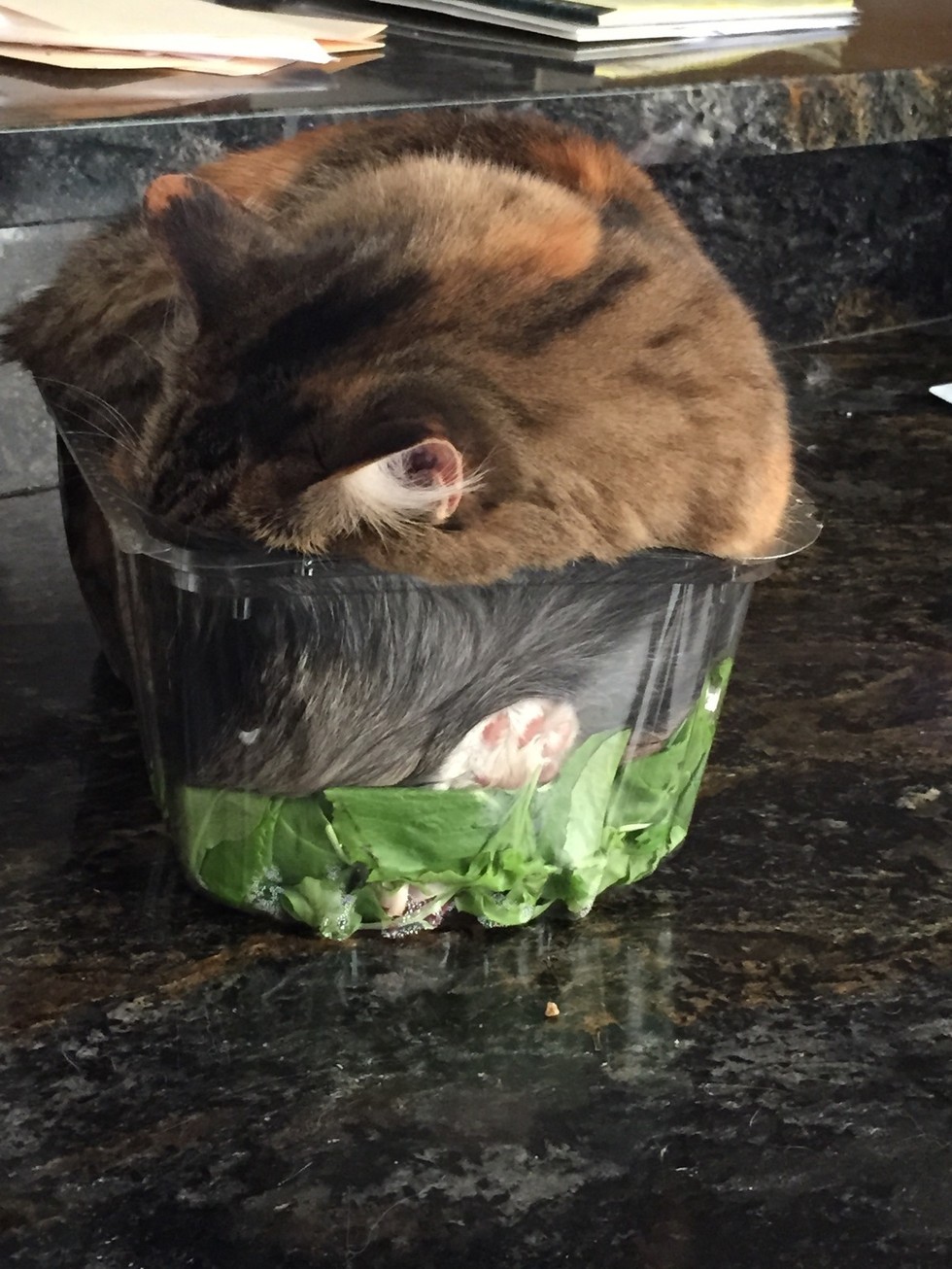 cats-on-food-12