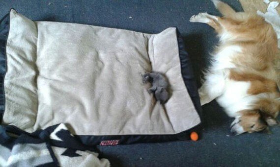 cats-own-dog-beds-02