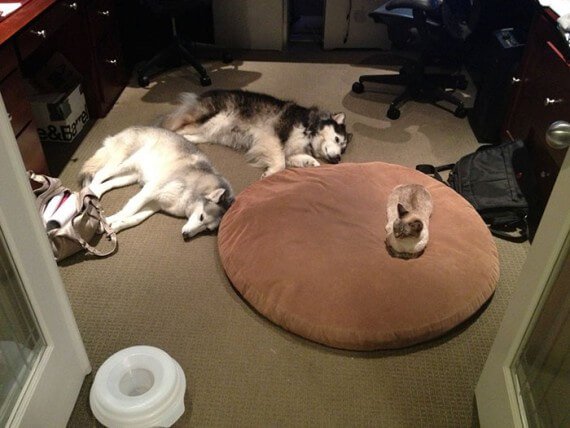 cats-own-dog-beds-04