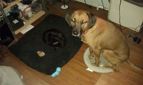 cats-own-dog-beds-05