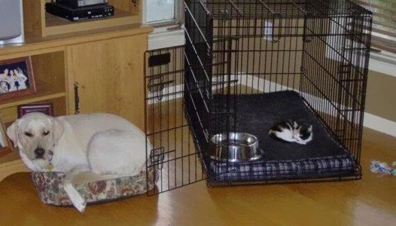 cats-own-dog-beds-10