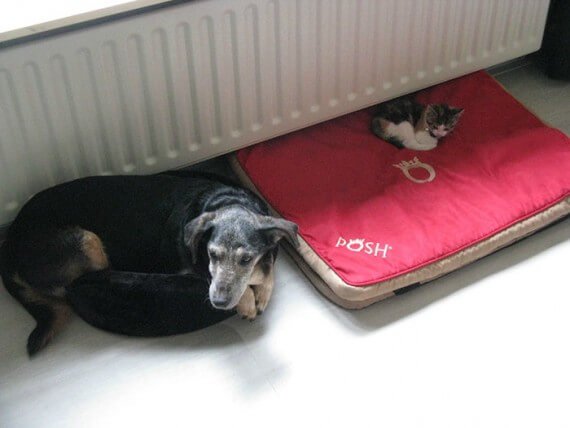 cats-own-dog-beds-14