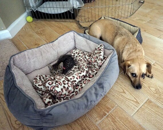 cats-own-dogs-beds-07