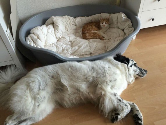 cats-ownn-dog-beds-13