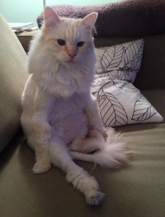 cats-sit-like-humans-14