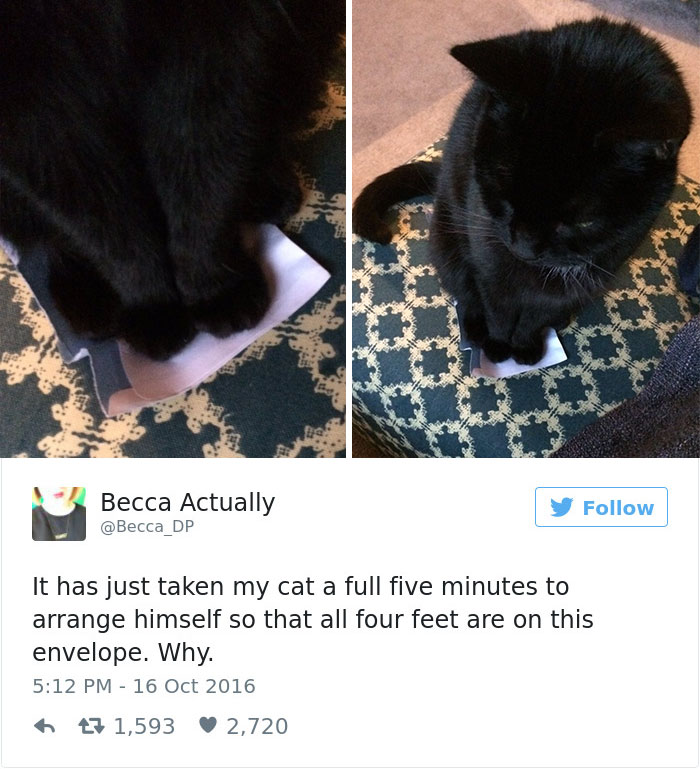 funniest-cat-tweets-2016-1