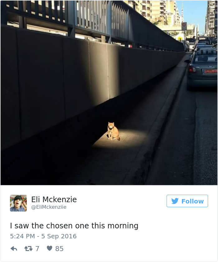 funniest-cat-tweets-2016-10