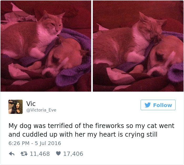 funniest-cat-tweets-2016-4