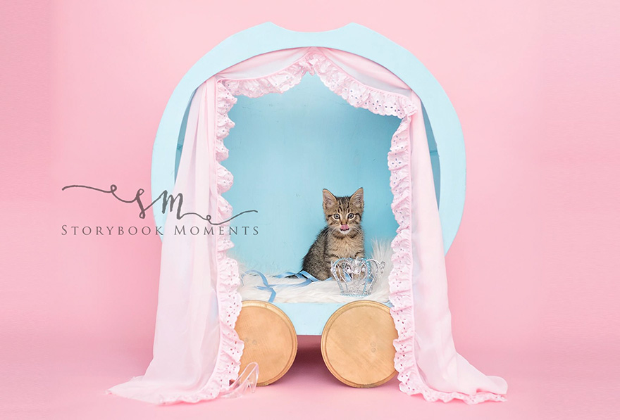 newborn-cat-photoshoot-7