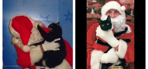 santa-and-cats-feature
