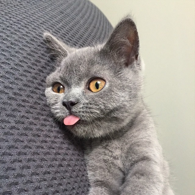 tongue-cats-01