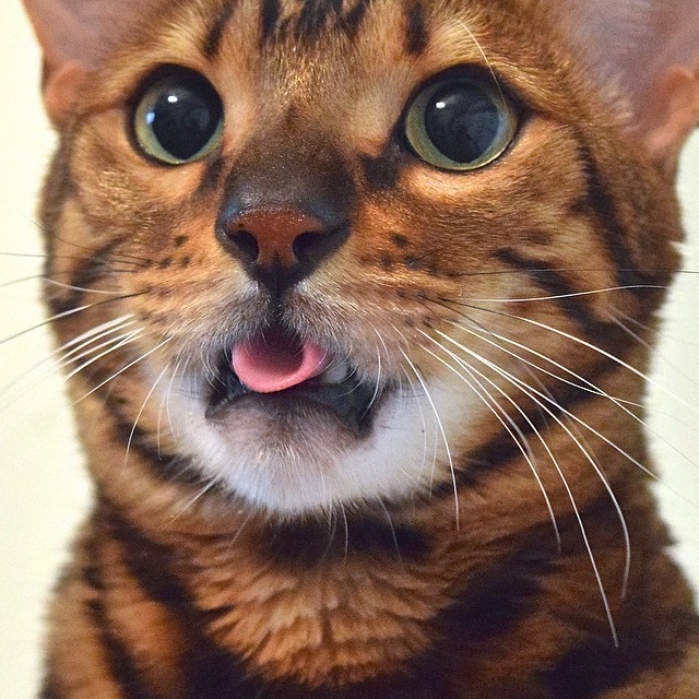 tongue-cats-03
