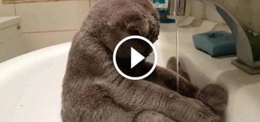 Featured-Cat-Bathes-In-Sink-FB