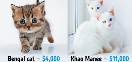 featured-cat-breeds-fortune-fb