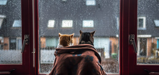featured-i-photograph-my-cats-in-front-of-the-window-whenever-its-raining-fb