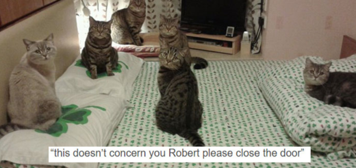 Featured-funny-tumblr-cats-fb