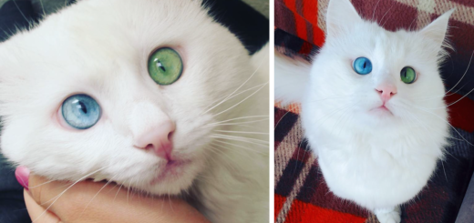 featured-heterochromia-cat-cross-eyed-alos-fb