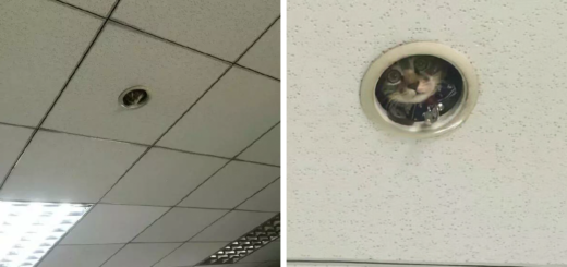 Featured-office-ceiling-cat-monitoring-omocha-no-uma-fb