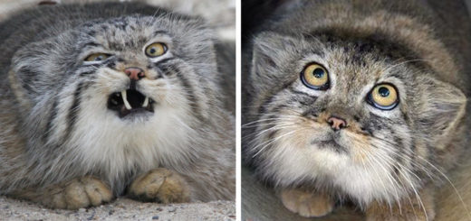 Featured-pallas-cat-most-expressive-in-the-world-FB