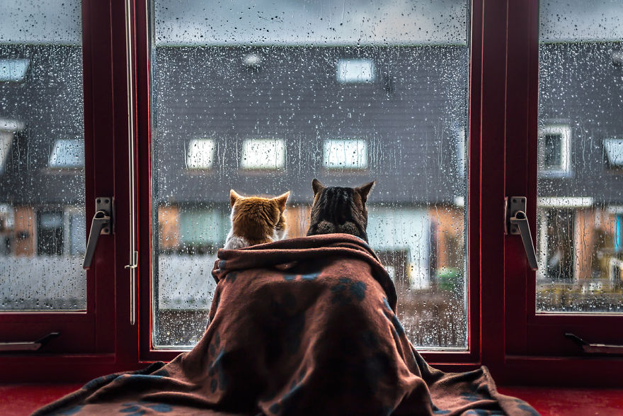 i-photograph-my-cats-in-front-of-the-window-whenever-its-raining-1