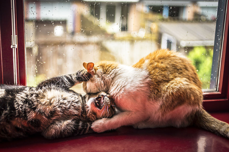 i-photograph-my-cats-in-front-of-the-window-whenever-its-raining-2