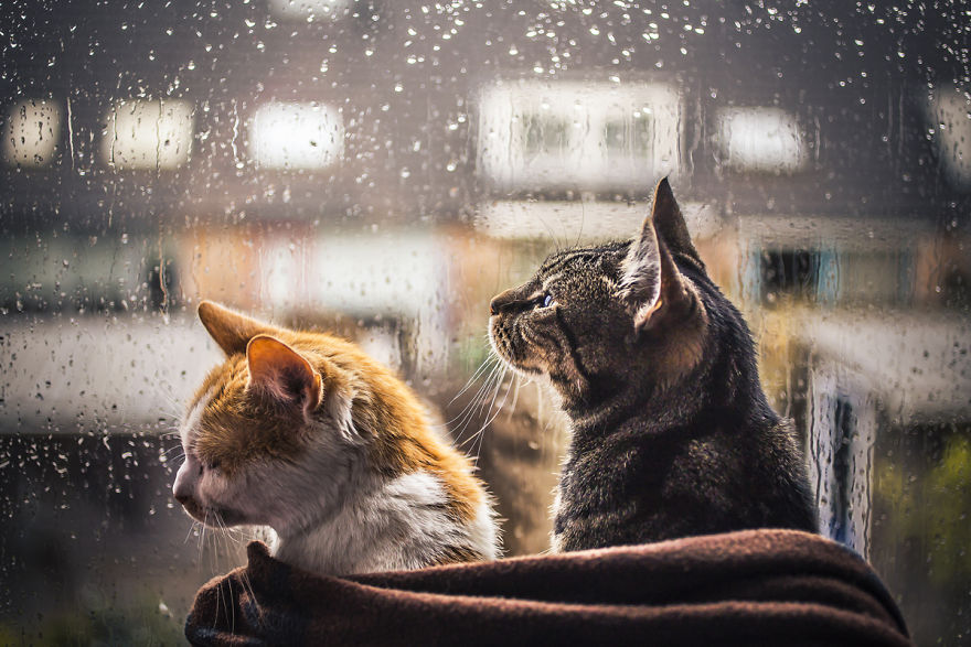 i-photograph-my-cats-in-front-of-the-window-whenever-its-raining-3