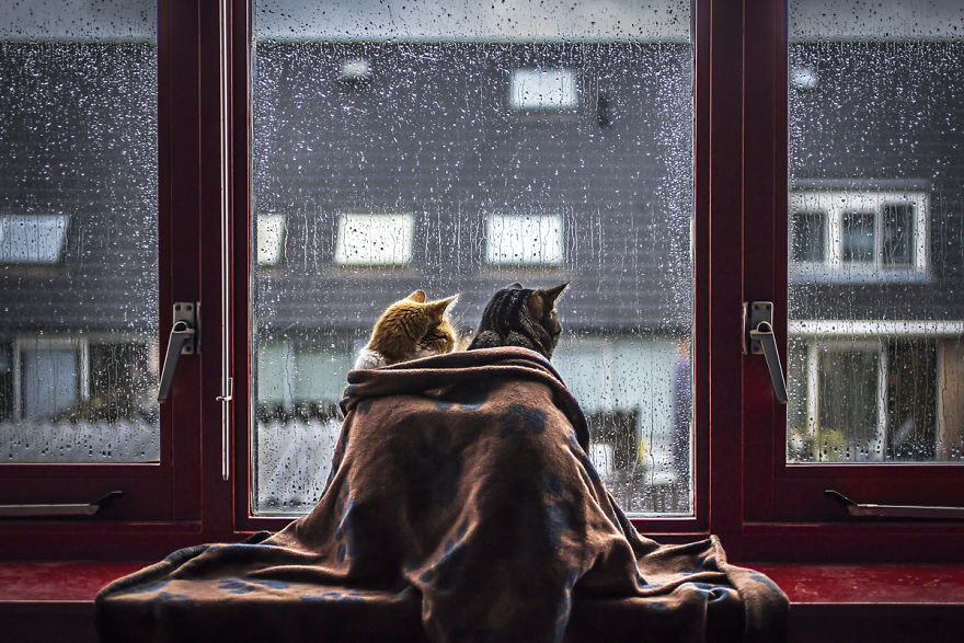 i-photograph-my-cats-in-front-of-the-window-whenever-its-raining-4
