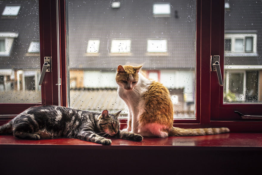 i-photograph-my-cats-in-front-of-the-window-whenever-its-raining-5