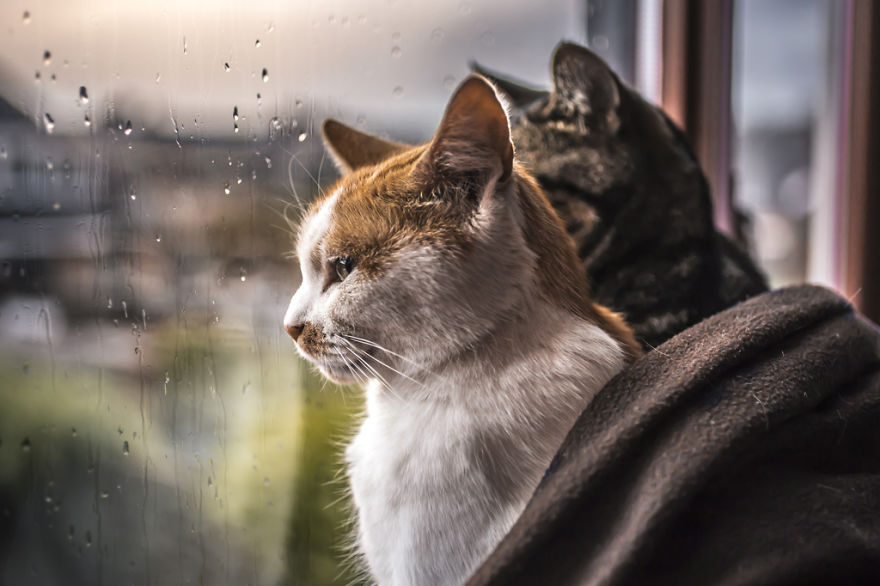 i-photograph-my-cats-in-front-of-the-window-whenever-its-raining-6