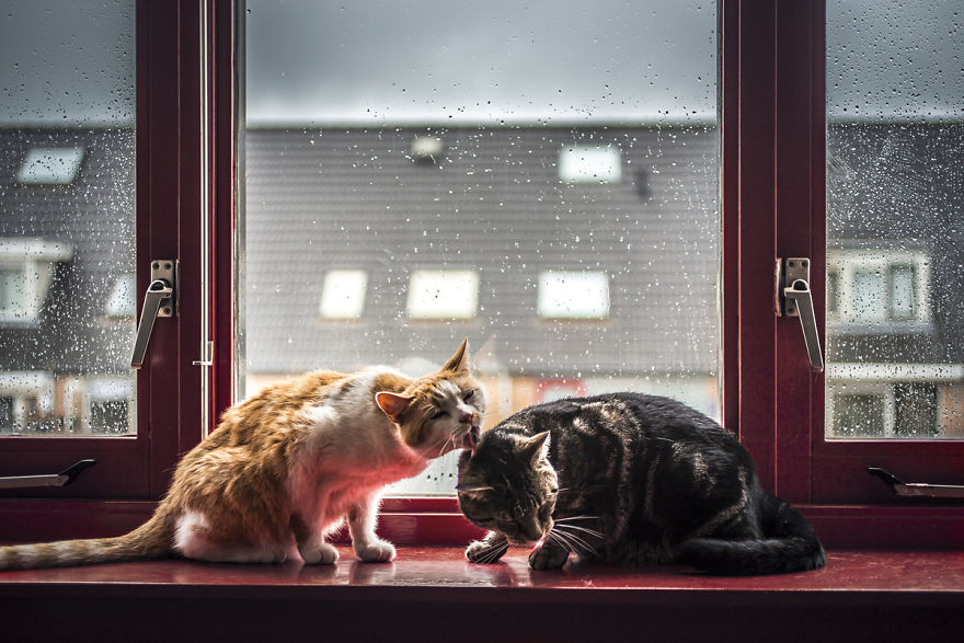 i-photograph-my-cats-in-front-of-the-window-whenever-its-raining-7