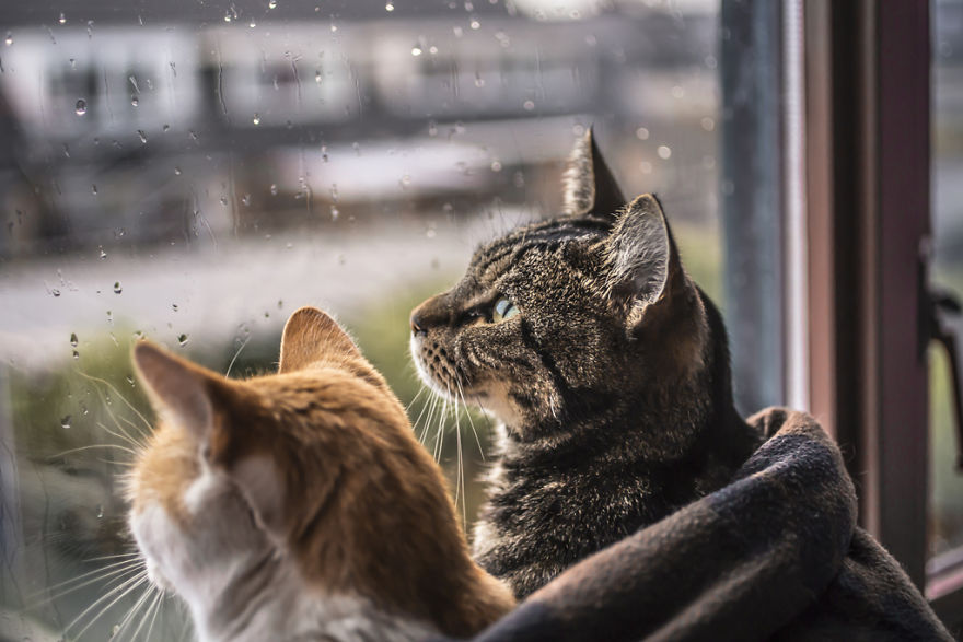 i-photograph-my-cats-in-front-of-the-window-whenever-its-raining-8