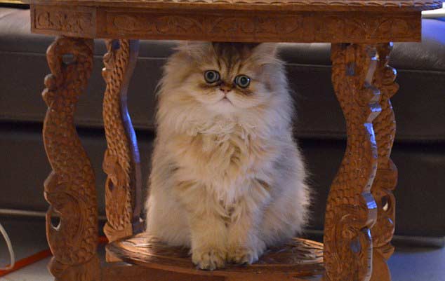 Lucky-The-Persian-9