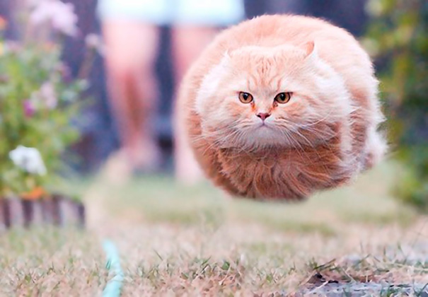 Purrfectly-Timed-Cat-Photos-1