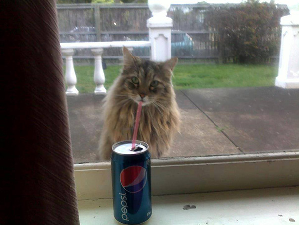 Purrfectly-Timed-Cat-Photos-7