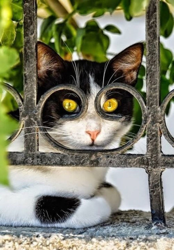 Purrfectly-Timed-Cat-Photos-9