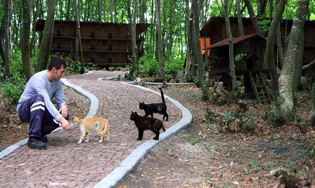 Small-Town-Built-For-Cats-1