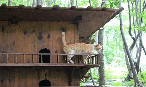 Small-Town-Built-For-Cats-11