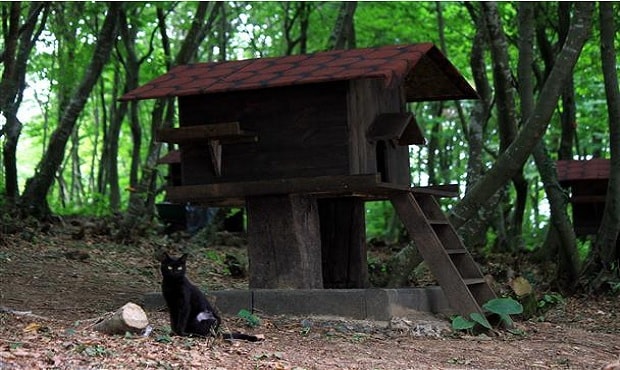 Small-Town-Built-For-Cats-13