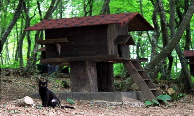 Small-Town-Built-For-Cats-2